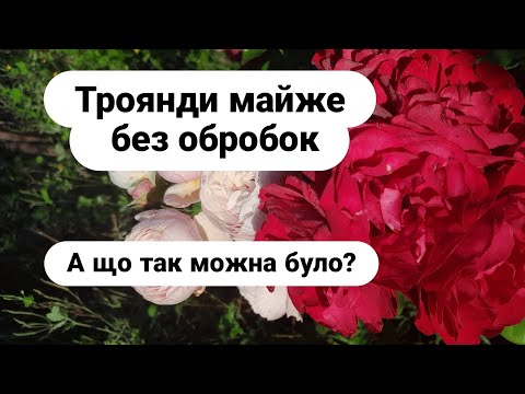 Видео: Як виростити троянди без хвороб і обробок