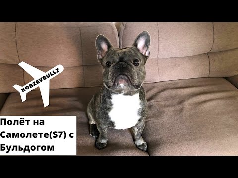 Видео: Хьюстон/Полет на Самолете с Бульдогом