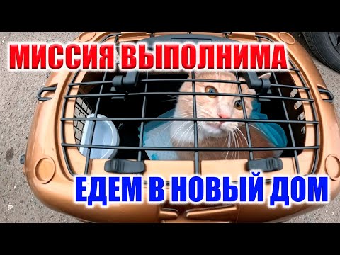 Видео: ПОМОГАЕМ С ПРИСТРОЙСТВОМ! КОТИК ОТПРАВЛЯЕТСЯ В ДОЛГУЮ ДОРОГУ ДОМОЙ!