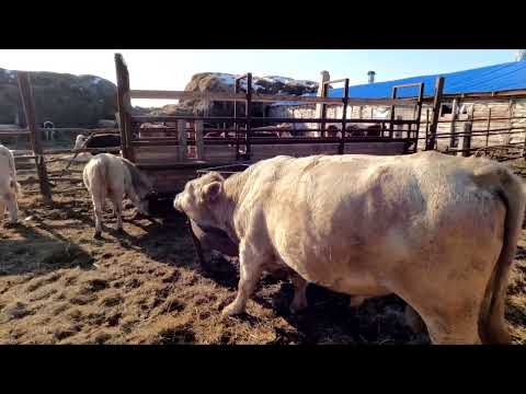 Видео: Резинки на рога и они отпадут. Какой способ лучше для удаления рог.