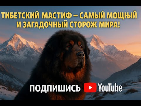 Видео: Тибетский мастиф — самый мощный и загадочный сторож мира! 🐕💪 История, характер, факты