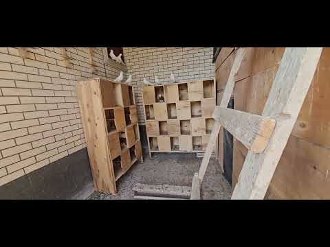 Видео: Новые гнезды для голубей 311025