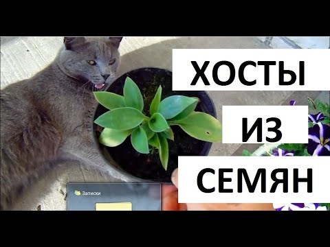 Видео: ХОСТЫ из семян ЭТО ПРОСТО !!! ЧАСТЬ 3 . Где взять семена хост ?