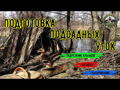 Видео: Команда "Nils" Подготовка подсадных уток к охоте.