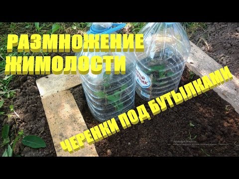 Видео: Размножение жимолости.Размножение жимолости черенками