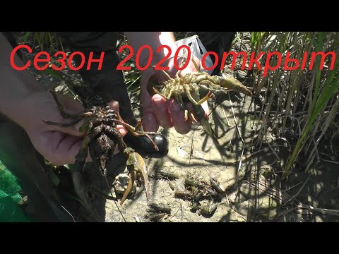 Видео: Ловля раков 2020.  Ловля раков весной, открываю сезон. Показываю как ловить раков на раколовку.