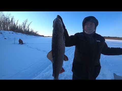 Видео: ТРОФЕИ ДАЛЬНИХ УГОЛКОВ ЯКУТИИ