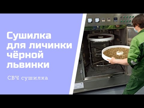 Видео: Как мы сушим личинку чёрной львинки