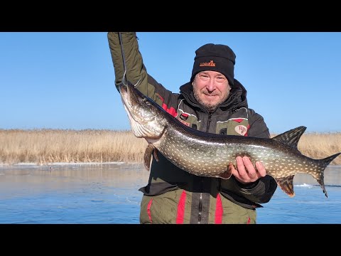 Видео: Щука не даёт покоя! Рыбалка удалась! #fishing #рыбалка