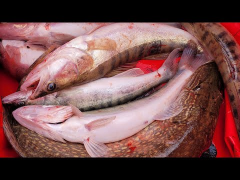 Видео: Ахтуба, отличная рыбалка в ноябре. Троллинг в один спиннинг. Харабали 2022г, УГЛЯНСКОЕ