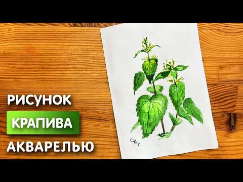Видео: Как нарисовать крапиву карандашом и акварелью начинающим | Рисунок для детей