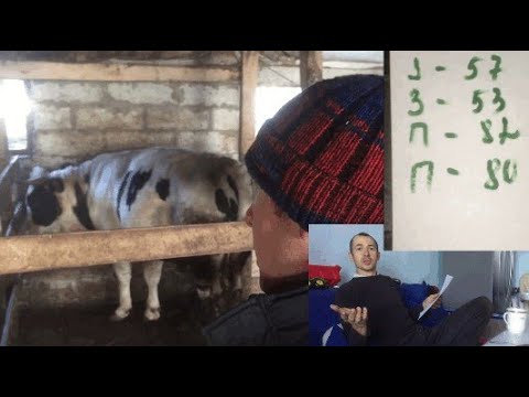 Видео: Выгодно ли держать быков?  ОТВЕТ ДА!