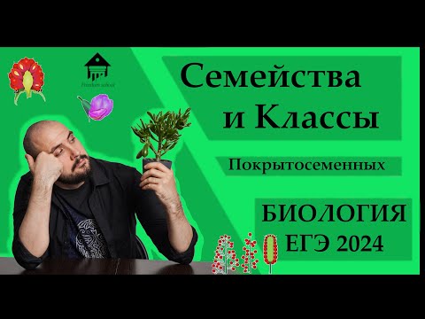 Видео: СЕМЕЙСТВА И КЛАССЫ Покрытосеменных для ЕГЭ 2024 |ЕГЭ БИОЛОГИЯ|Freedom|