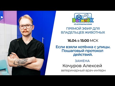 Видео: Если взяли котёнка с улицы. Пошаговый протокол действий