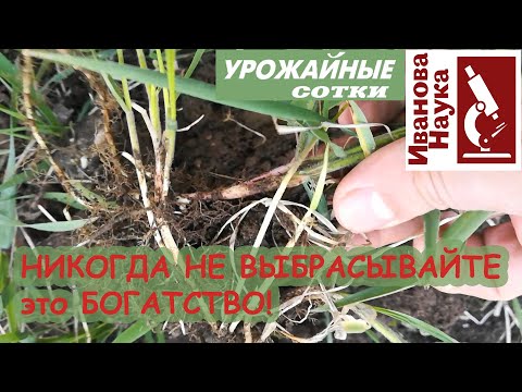 Видео: ТРОЙНАЯ ПОЛЬЗА! БОГАТСТВО под ногами! Злостный сорняк - для богатых урожаев!