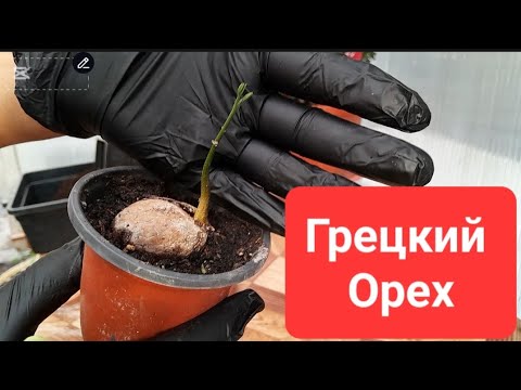 Видео: A Great Way to Grow Walnut Seedlings Отличный Способ Вырастить Саженцы Грецкого Ореха