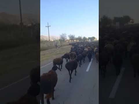 Видео: Махмаражав истарчи 1 қисм🤝