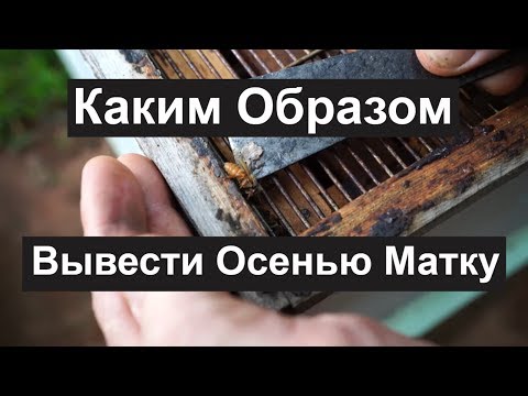 Видео: Пасека #96 Каким Образом Вывести Осенью Матку | Пчеловодство для начинающих