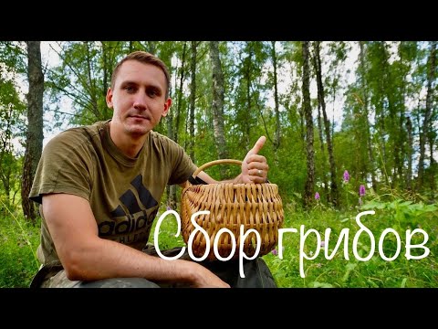 Видео: СБОР ГРИБОВ. ПОПЁРЛИ! ПОПАЛ НА ПОЛЯНУ. Тихая охота в лесу