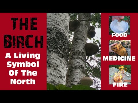 Видео: Берёза — еда, лекарство и огонь