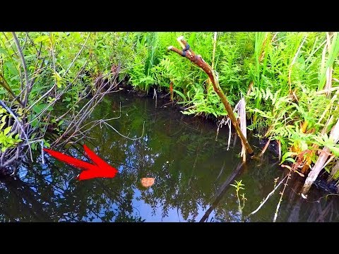 Видео: Ловля карпа на палку! Самая простая и Примитивная снасть. Рыбалка на корку хлеба