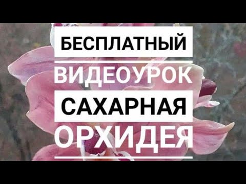 Видео: МК Орхидея цимбидиум из сахарной мастики. Tutorial Sugar Orchid cymbydium