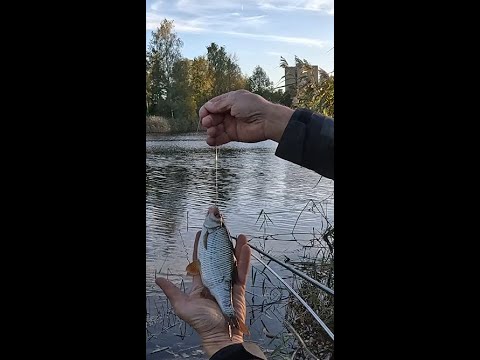 Видео: Трофейное место вскрыла мелочевка:))) Устал ловить одну за одной!!!