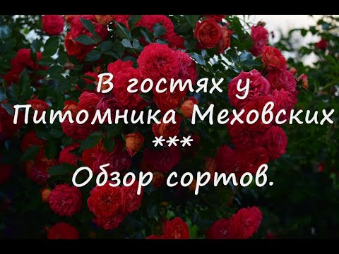 Видео: В гостях у питомника Меховских.  Обзор сортов.