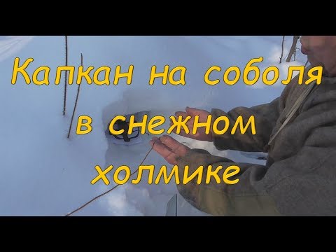 Видео: Капкан на соболя в снежном холмике