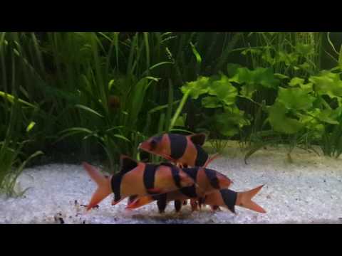 Видео: Боция клоун - новые жильцы)