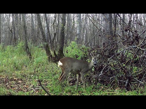Видео: Маршрут 3 2025-11-01_2025-11-12