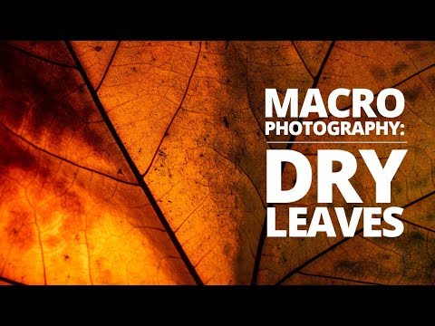 Видео: Советы по макросъёмке сухих листьев | Уроки макросъёмки