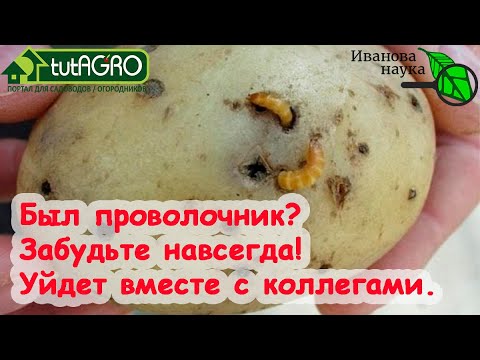 Видео: ХВАТИТ ДЕЛИТЬСЯ УРОЖАЕМ С ПРОВОЛОЧНИКОМ и ХРУЩОМ! Вот что надо сделать осенью и весной от вредителей