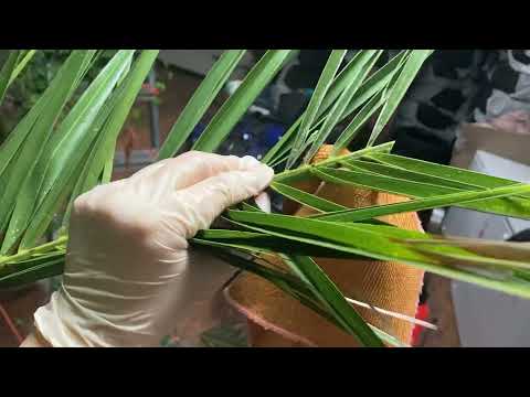 Видео: Как убрать мучнистый червец на 98% за 1 месяц? уход за финиковой пальмой, профилактика пальм!