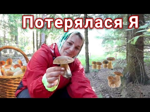 Видео: Всем грибалкам грибалка! Грибы увели глубоко в лес