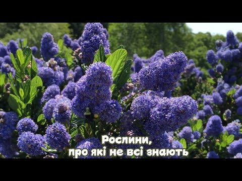 Видео: Побачиш не в Кожного | Цікаві, щоб зростати в саду