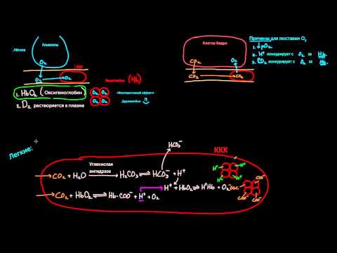 Видео: Гемоглобин переносит О2 и СО2