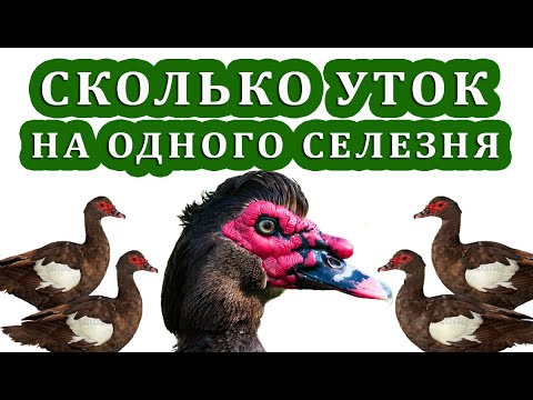 Видео: ПОЧЕМУ НУЖЕН РЕЗЕРВНЫЙ СЕЛЕЗЕНЬ, КАКИЕ МОГУТ ВОЗНИКНУТЬ ПРОБЛЕМЫ. Тонкости разведения мускусных уток
