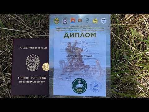 Видео: 100-я Юбилейная Нижегородская областная выставка охотничьих собак.