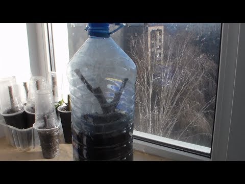 Видео: Часть 3 Настольная прививка инжира, винограда