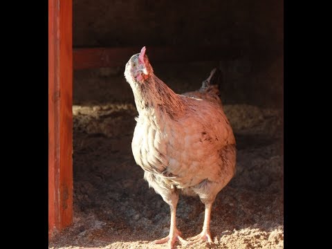 Видео: Про содержание кур-несушек. Ответы на вопросы.