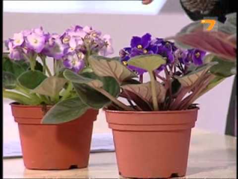 Видео: Gradinata.bg представя африканска теменужка по ТВ7