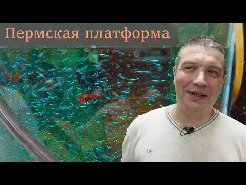 Видео: Пермская платформа. Много рыбы