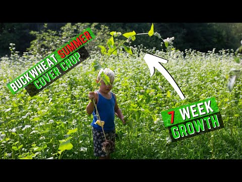 Видео: Гречневые кормовые участки для охоты на оленей