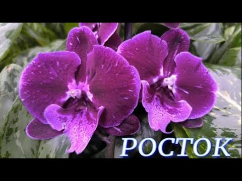 Видео: №1140/ СВЕЖИЕ качественные ОРХИДЕИ в с/ц РОСТОК