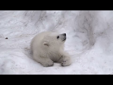 Видео: По следам белого медвежонка (1)