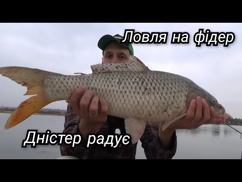 Видео: Фідерна риболовля на ЛЯЩА та КОРОПА на Дністрі!