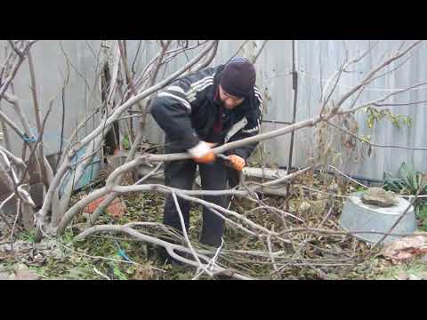 Видео: Укрытие инжира на зиму