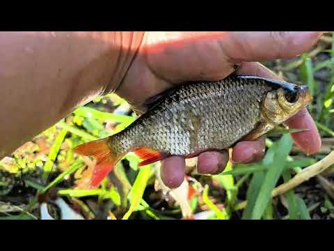 Видео: Ловля  краснаперки на реке.
