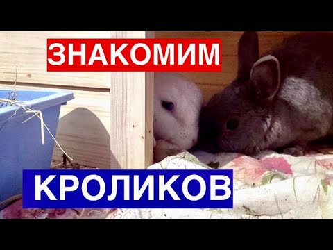Видео: ЗНАКОМСТВО КРОЛИКОВ ПУСЯ И ЛИЛУ